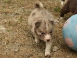 Réservation pour 5 chiots Border Collies non LOF, 3 mâles, 2 femelles