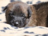 À réserver, 9 chiots Malinois d’avril 2022 LOF fauves et à masque noir