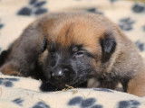 À réserver, 9 chiots Malinois d’avril 2022 LOF fauves et à masque noir