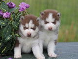 4 chiots Husky de Sibérie à réserver, mâles LOF de mai 2022
