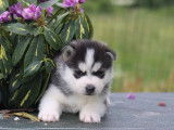 4 chiots Husky de Sibérie à réserver, mâles LOF de mai 2022
