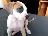 Vend Staff croisé Boxer
