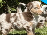 Magnifiques chiots Bergers Australiens pedigree FCI disponibles en juin 2022 : cinq femelles et cinq mâles