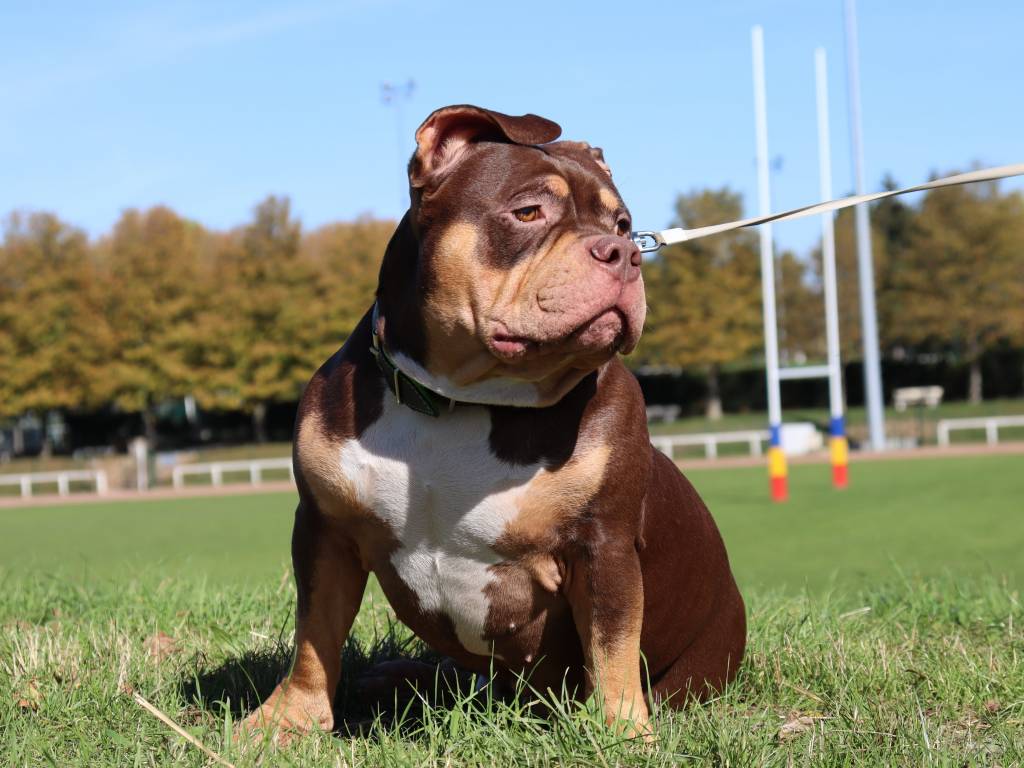 American Bully standard pour saillie Petite Annonce chien
