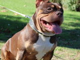 American Bully standard pour saillie