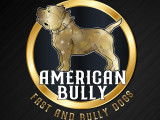 American Bully standard pour saillie