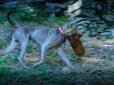 Weimaraner