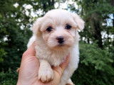 4 chiots Bichons Maltais crème non LOF à vendre