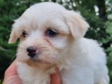 4 chiots Bichons Maltais crème non LOF à vendre
