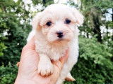 4 chiots Bichons Maltais crème non LOF à vendre