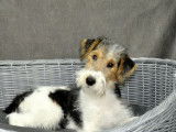 Un chiot mâle Fox Terrier non LOF tricolore disponible