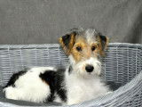 Un chiot mâle Fox Terrier non LOF tricolore disponible
