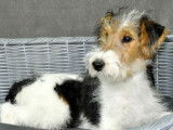 Un chiot mâle Fox Terrier non LOF tricolore disponible
