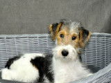 Un chiot mâle Fox Terrier non LOF tricolore disponible