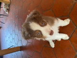 Superbes chiots Bergers Australiens