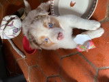 TALIA
