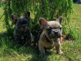 3 chiots Bouledogues Français non LOF à acheter