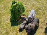 3 chiots Bouledogues Français non LOF à acheter