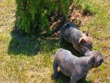 3 chiots Bouledogues Français non LOF à acheter