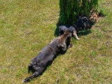 3 chiots Bouledogues Français non LOF à acheter