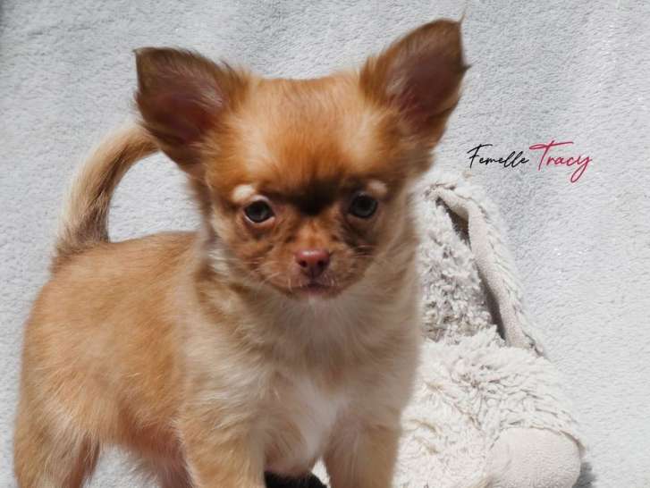 À vendre : un chiot femelle Chihuahua fauve non LOF