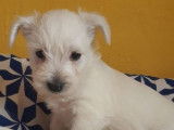 Des chiots Westies blancs non LOF à réserver