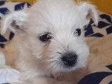 Des chiots Westies blancs non LOF à réserver