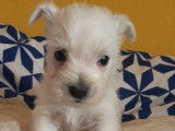 Des chiots Westies blancs non LOF à réserver