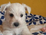 Des chiots Westies blancs non LOF à réserver