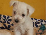 Des chiots Westies blancs non LOF à réserver