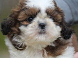 Un chiot femelle Shih Tzu non LOF fauve et blanc à vendre