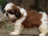 Un chiot femelle Shih Tzu non LOF fauve et blanc à vendre