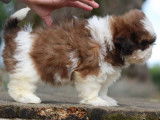 Un chiot femelle Shih Tzu non LOF fauve et blanc à vendre