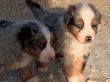 6 chiots Bergers Australiens non LOF bleu merle à réserver