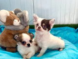 À vendre : 2 chiots mâles Chihuahuas non LOF