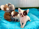 À vendre : 2 chiots mâles Chihuahuas non LOF