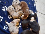 8 chiots Bergers Australiens à réserver (non LOF)