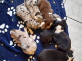 8 chiots Bergers Australiens à réserver (non LOF)
