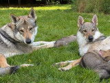 4 chiots Chiens Loups Tchèques fauve charbonné LOF à réserver