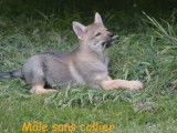 4 chiots Chiens Loups Tchèques fauve charbonné LOF à réserver
