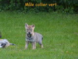 4 chiots Chiens Loups Tchèques fauve charbonné LOF à réserver