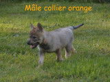4 chiots Chiens Loups Tchèques fauve charbonné LOF à réserver