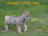 4 chiots Chiens Loups Tchèques fauve charbonné LOF à réserver