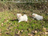 3 chiots Bichons Maltais à réserver (LOF), 2 femelles et 1 mâle