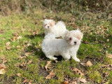 3 chiots Bichons Maltais à réserver (LOF), 2 femelles et 1 mâle