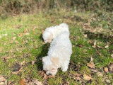 3 chiots Bichons Maltais à réserver (LOF), 2 femelles et 1 mâle