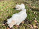 3 chiots Bichons Maltais à réserver (LOF), 2 femelles et 1 mâle