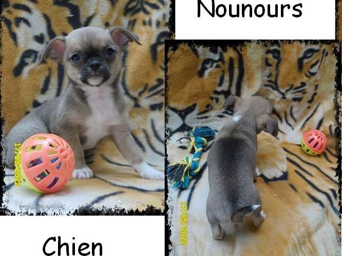 2 chiots Chihuahuas mâles fauve charbonné non LOF à vendre