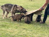 Vente d&rsquo;un chiot Berger Allemand m&acirc;le fauve charbonn&eacute; LOF