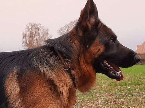 Un chien Berger Allemand adulte à vendre, mâle noir et fauve LOF